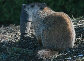 Woodchuck